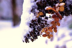 雪がやってきた