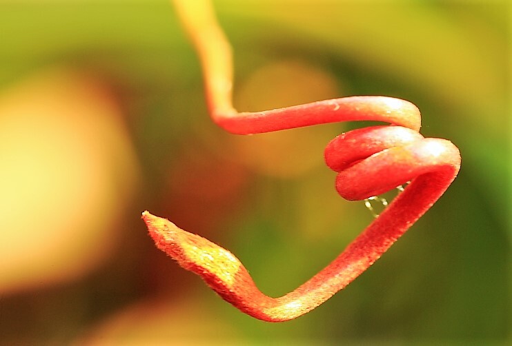 コイルバネⅡ(蔵出）