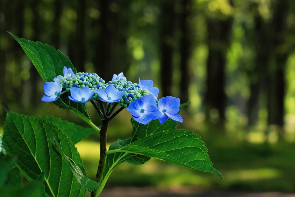 夏の紫陽花