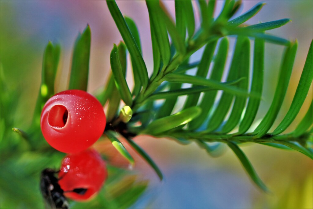 赤い実（イチイ)