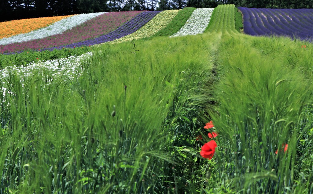富良野ファ－ム富田（花人の畑）