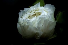 そろそろ咲いていいかい♪