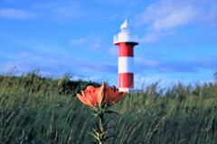 エゾスカシユリと石狩灯台