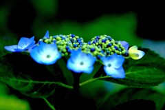 紫陽花Ⅱ