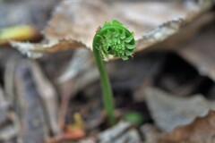 クサソテツ(コゴミ）