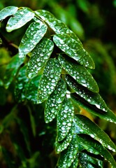 今日は雨