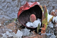 ザゼンソウとなごり雪