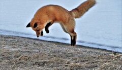 キタキツネ物語