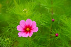 秋桜