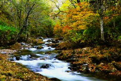 紅葉がやってくる。