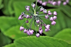 アリウム　セルヌウム