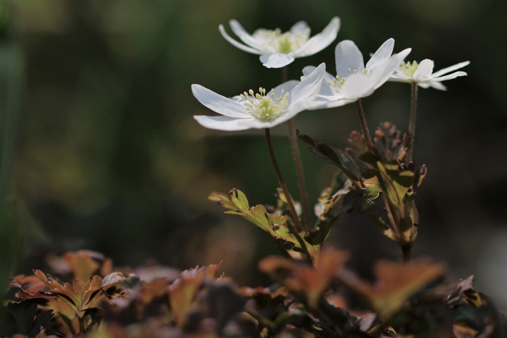 春を告げる花たちⅠ