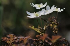 春を告げる花たちⅠ