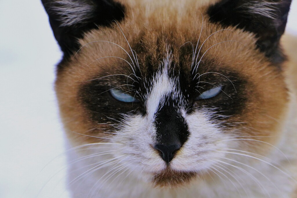 威嚇（野良）蔵出