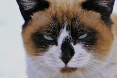 威嚇（野良）蔵出