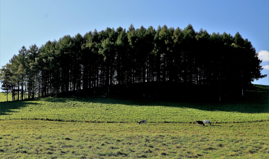 真狩村三原牧場