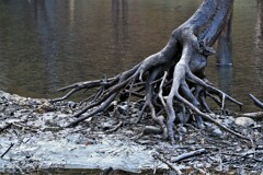 昔は生きていた