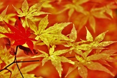 そぞれの秋を♪Ⅲ