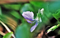 スミレと毒毛虫？