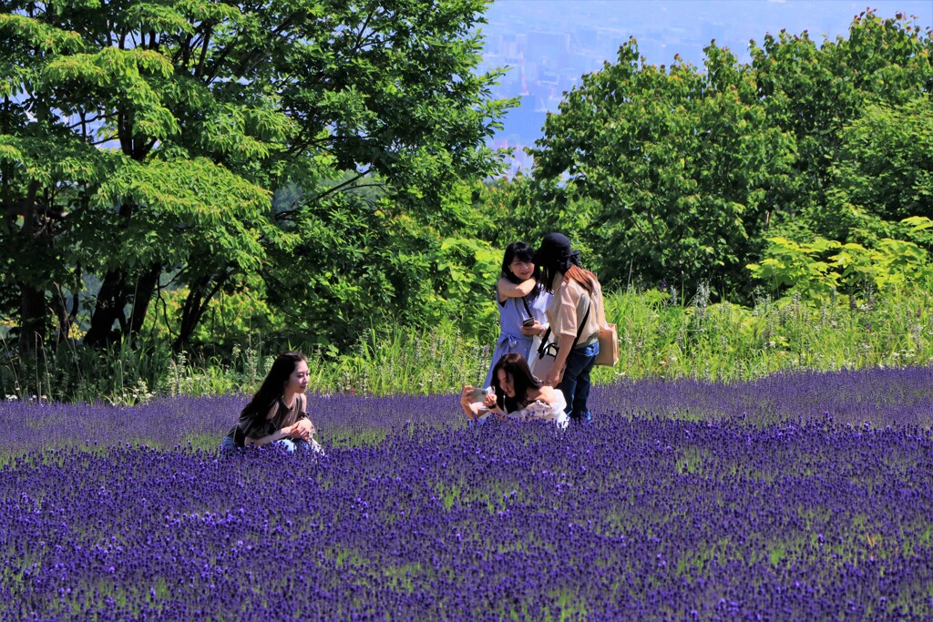 札幌幌見峠ラベンダ－