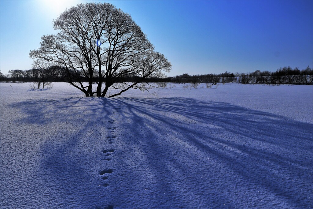 ハンノキⅡとウサギの足跡