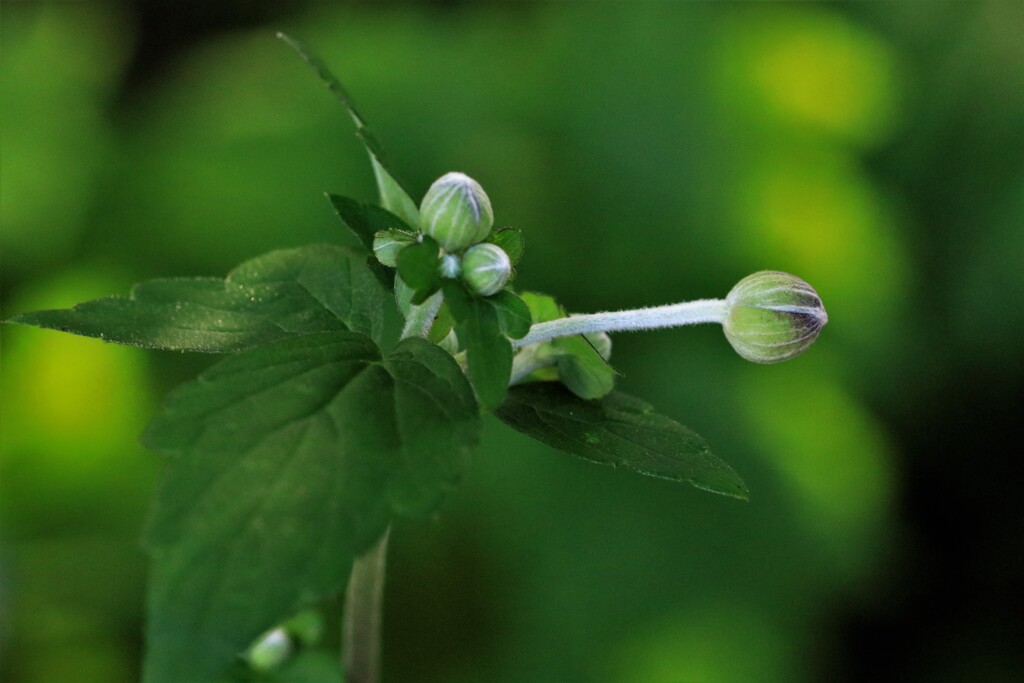 花が終わり実をつけるⅢ