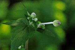 花が終わり実をつけるⅢ