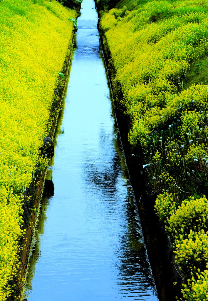 農業用水路と菜の花