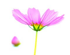 秋の気配（秋桜）
