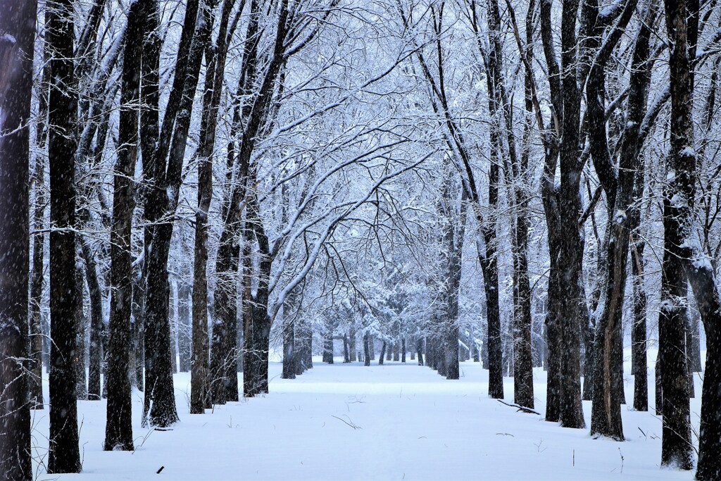 雪は降るあなたは来ない♪