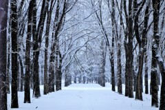 雪は降るあなたは来ない♪