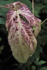 秋に向けて色変わり