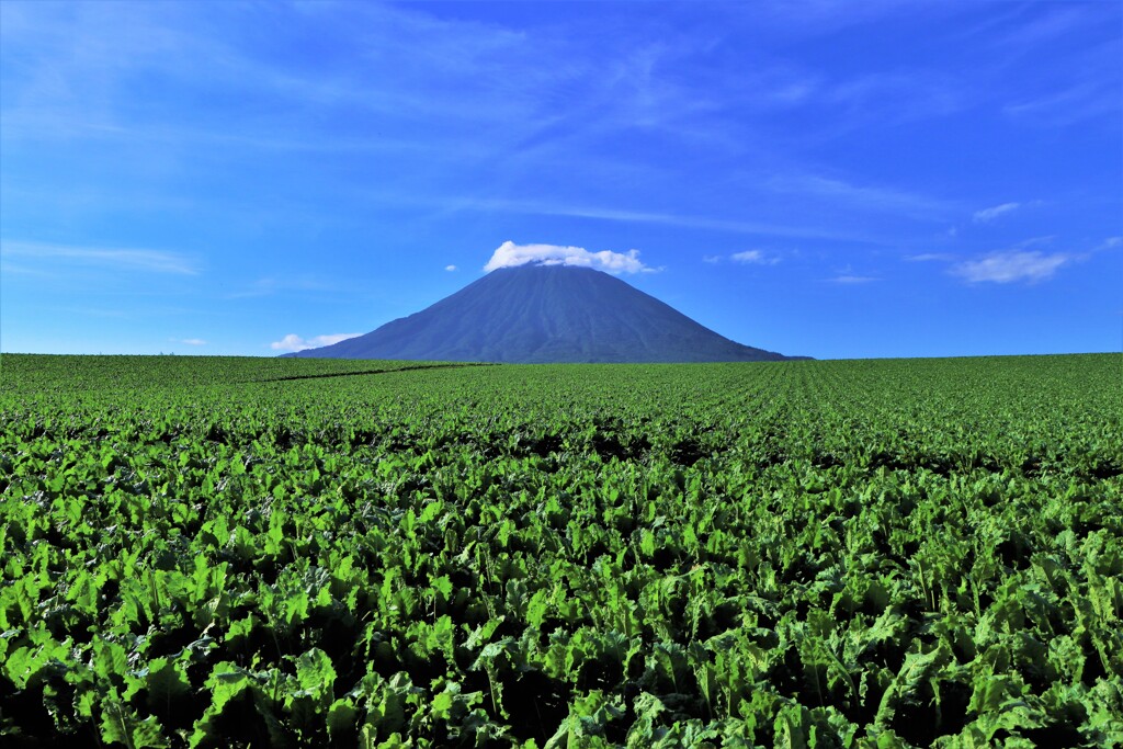 ビ－ト畑と羊蹄山