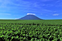 ビ－ト畑と羊蹄山