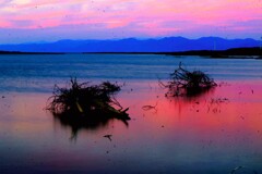 石狩川河口流木