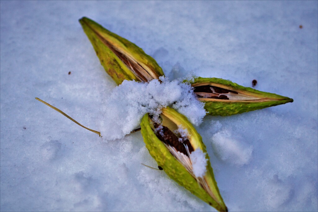 冬がやって来る
