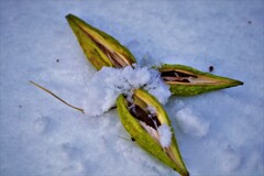 冬がやって来る