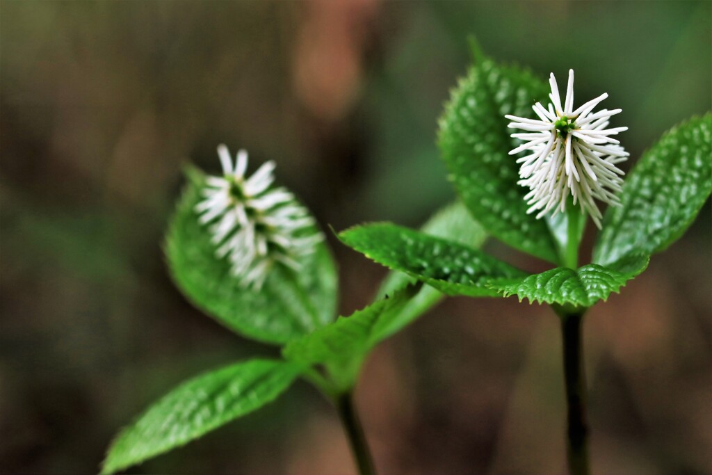 春の花(ヒトリシズカ）