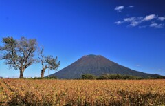 豆畑、サクランボの木と羊蹄山