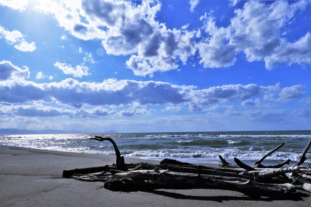 もう誰もいない海(流木）