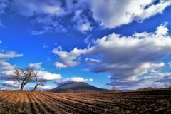 晩秋の羊蹄山とサクランボの木