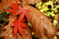 冬が来る前にもう一度あいたい♪