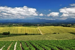 北の国(美瑛の丘）