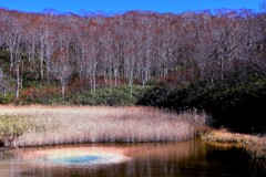 噴き出す池の晩秋