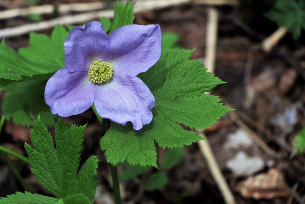 春の花（シラネアオイ）
