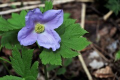 春の花（シラネアオイ）