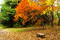 紅葉とベンチ 紅葉とベンチ