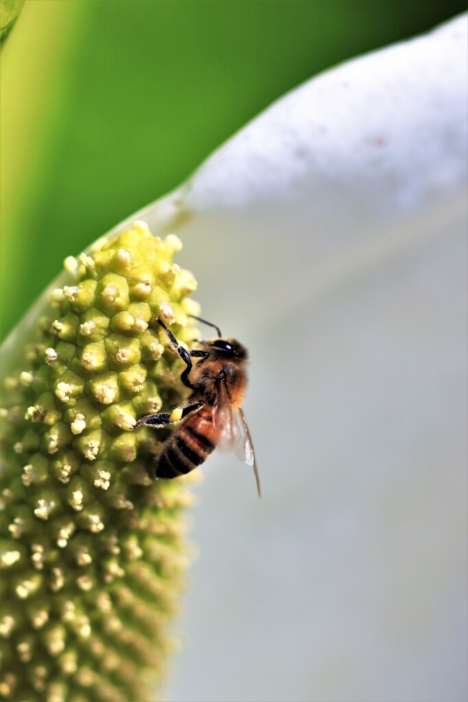 水芭蕉とミツバチ