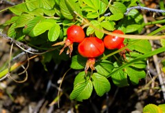 秋がやってくる