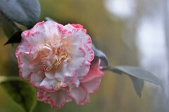 椿咲く春なのに～♪